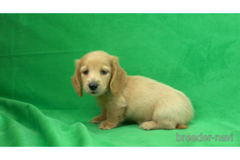 成約済の東京都のミニチュアダックスフンド(ロングヘアード)-154156の1枚目